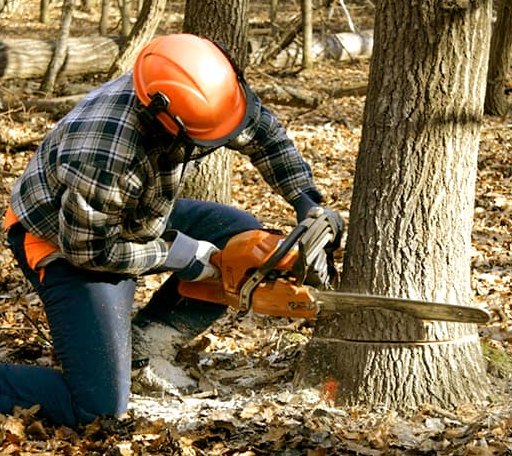 Tree Removal in Ailey, GA